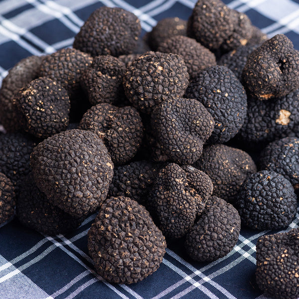 ทรัฟเฟิล (Truffle) คืออะไร? เจาะลึก 'เพชรแห่งวงการอาหาร' ที่คุณต้องรู้จัก