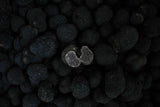 BlackWinterTruffle