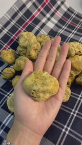 Fresh White Truffle "TUBER MAGNATUM PICO" 100 gr  (ON PRE-ORDER)