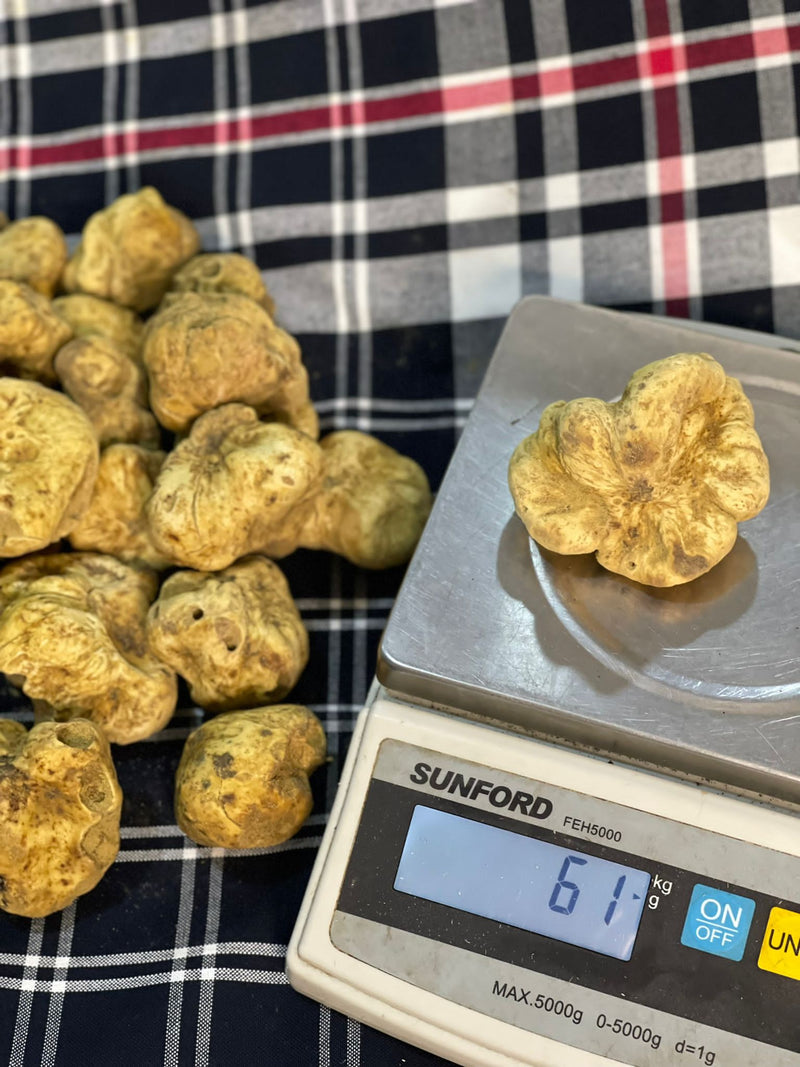 Fresh White Truffle "TUBER MAGNATUM PICO" 100 gr  (ON PRE-ORDER)