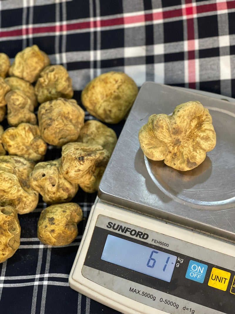 Fresh White Truffle "TUBER MAGNATUM PICO" 100 gr  (ON PRE-ORDER)