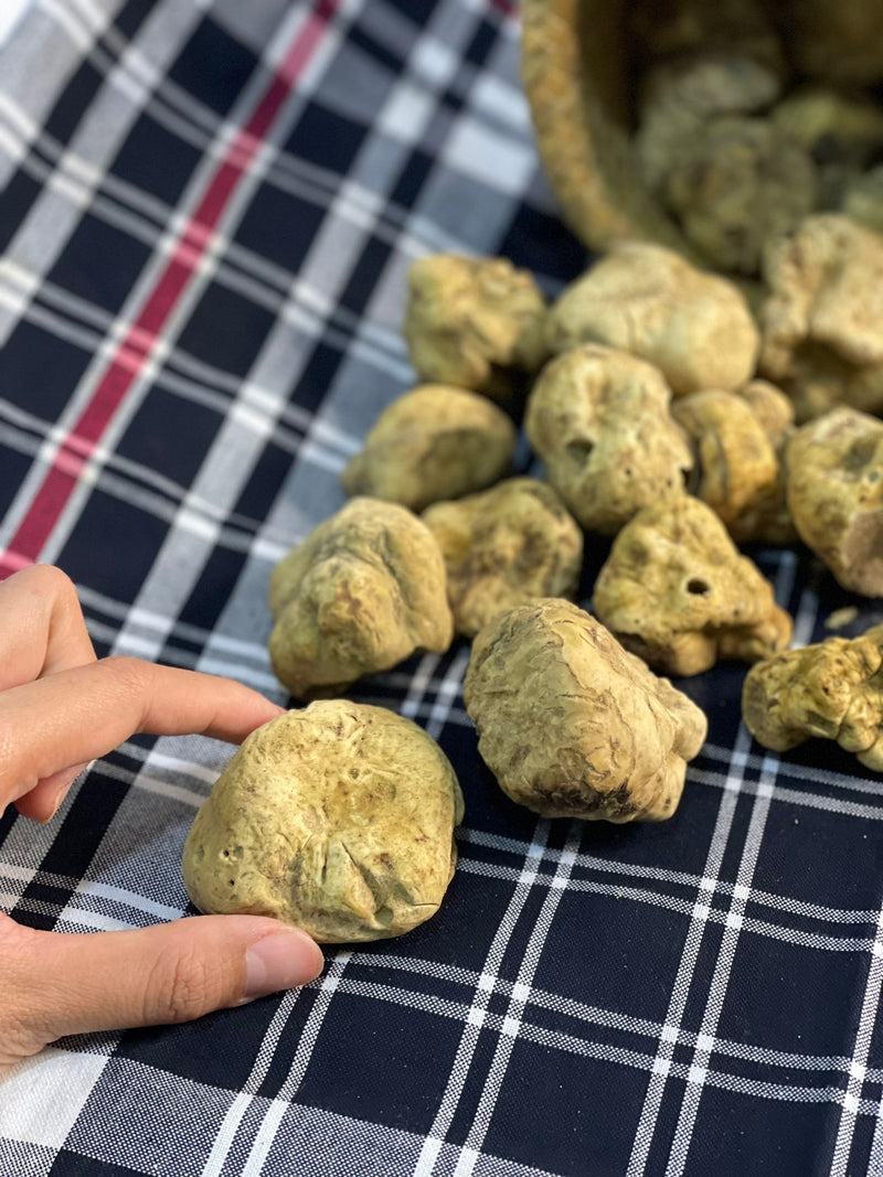 Fresh White Truffle "TUBER MAGNATUM PICO" 100 gr  (ON PRE-ORDER)