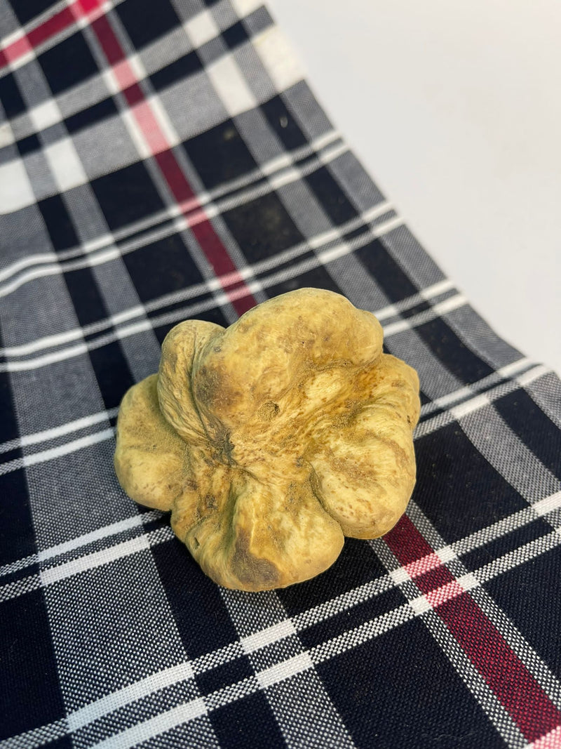 Fresh White Truffle "TUBER MAGNATUM PICO" 100 gr  (ON PRE-ORDER)