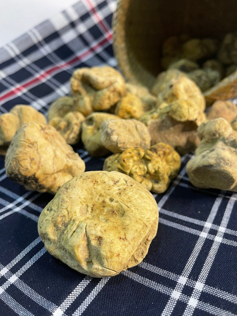 Fresh White Truffle "TUBER MAGNATUM PICO" 100 gr  (ON PRE-ORDER)