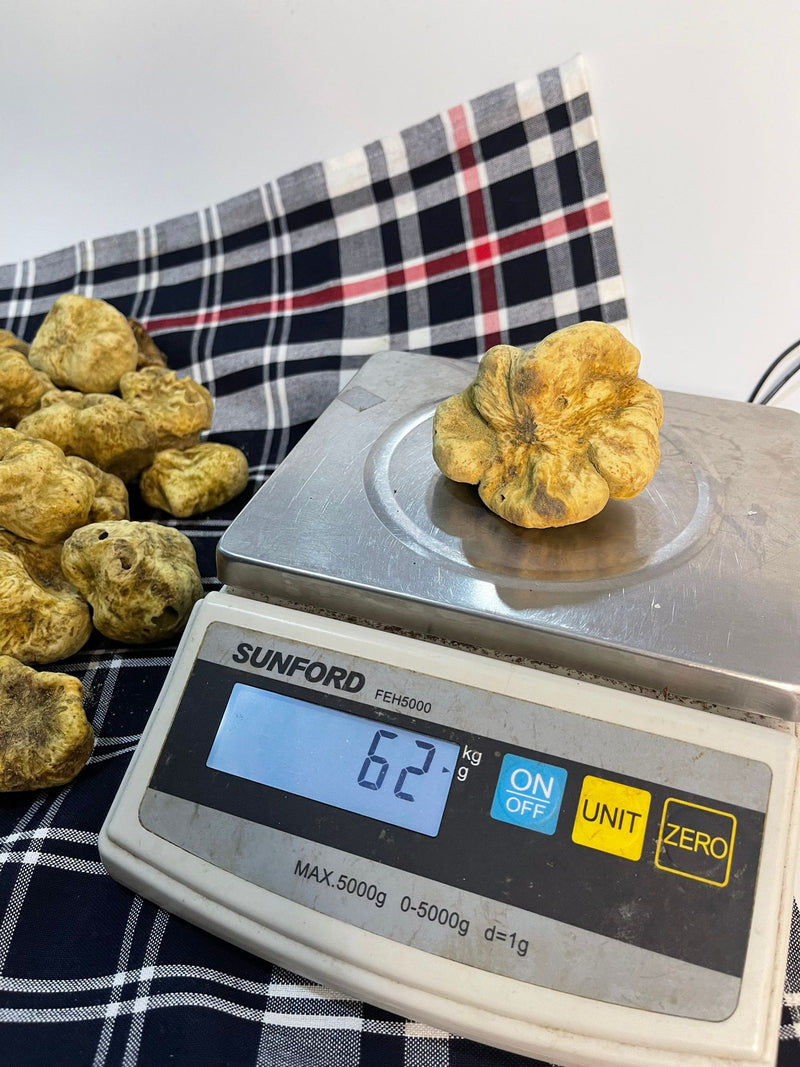 Fresh White Truffle "TUBER MAGNATUM PICO" 100 gr  (ON PRE-ORDER)