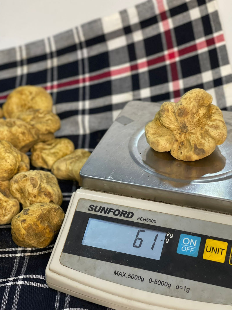 Fresh White Truffle "TUBER MAGNATUM PICO" 100 gr  (ON PRE-ORDER)