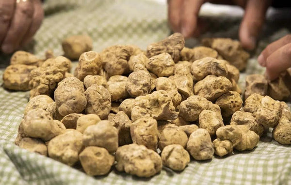 เห็ดทรัฟเฟิลขาวสด "TUBER MAGNATUM PICO" 100 กรัม (สั่งซื้อล่วงหน้า)